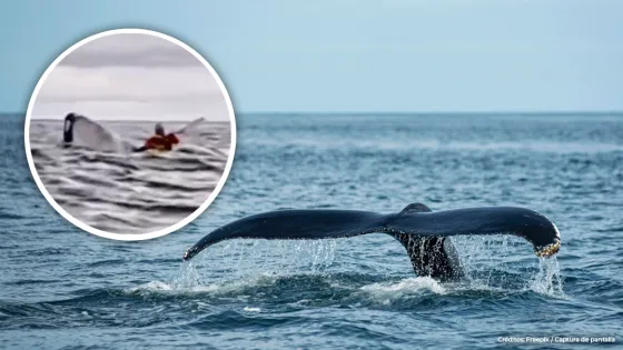 Hombre fue tragado por una ballena mientras hacía kayak